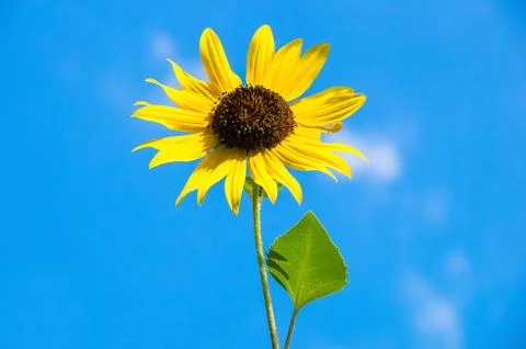 Sunflower Stock Photos