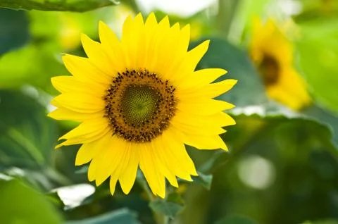 Sunflower Stock Photos