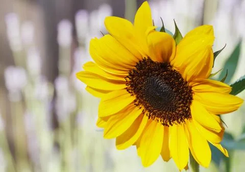 Sunflower Stock Photos