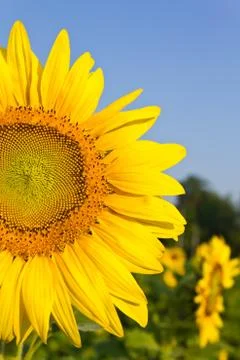 Sunflower Stock Photos