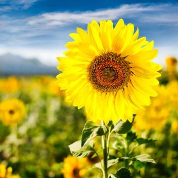 Sunflower Stock Photos
