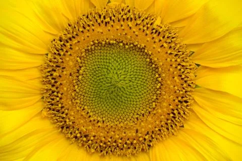 Sunflower Stock Photos