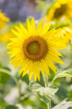 Sunflower Stock Photos