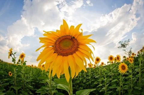 Sunflower Stock Photos