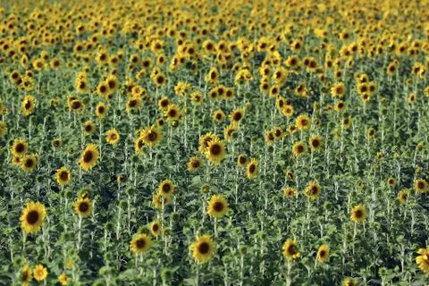 Sunflower Stock Photos