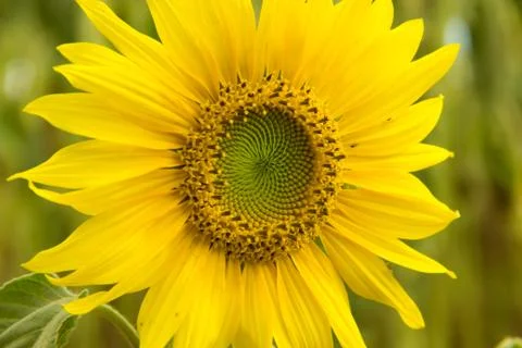 Sunflower Stock Photos
