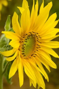 Sunflower Stock Photos