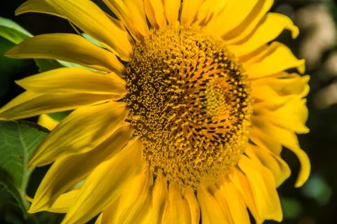 Sunflower Stock Photos