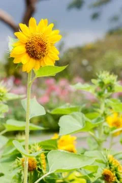 Sunflower Stock Photos