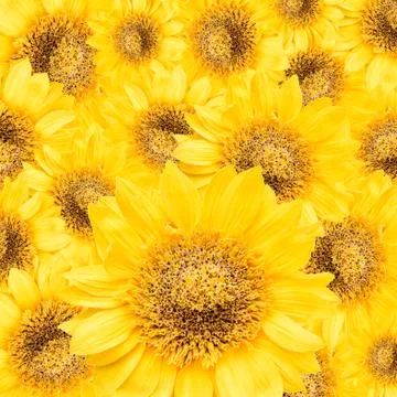 Sunflower Stock Photos