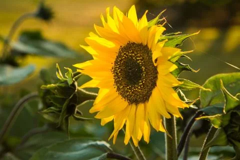 Sunflower Stock Photos