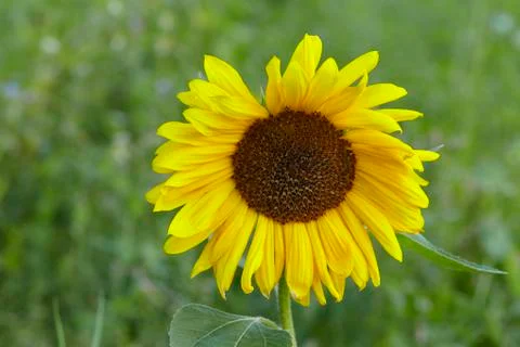 Sunflower Stock Photos