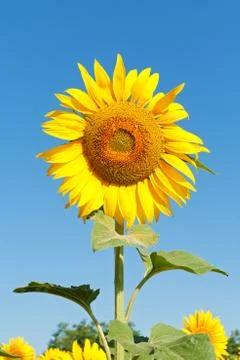 Sunflower Foto stock
