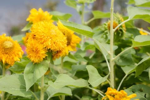 Sunflower Stock Photos
