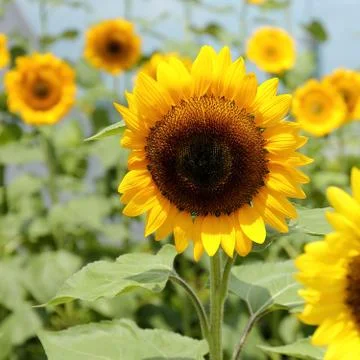 Sunflower Stock Photos