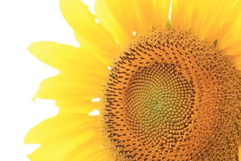 Sunflower Stock Photos