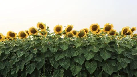 Sunflower Stock Photos