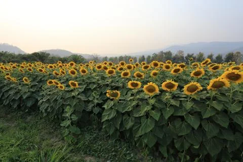 Sunflower Foto stock