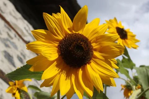 Sunflower Foto stock