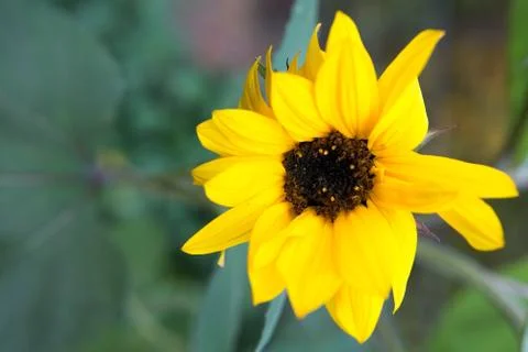 Sunflower 스톡 사진