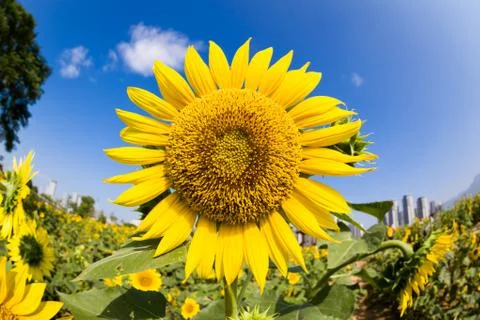 Sunflower Foto stock