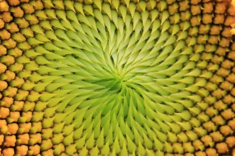 Sunflower Stock Photos