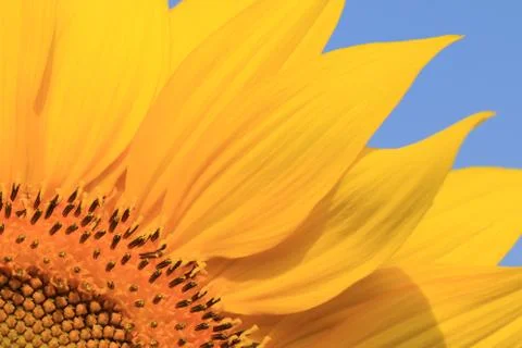 Sunflower Stock Photos