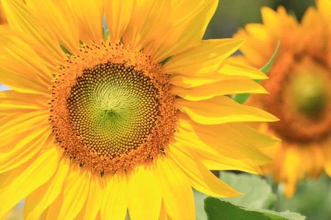 Sunflower Stock Photos