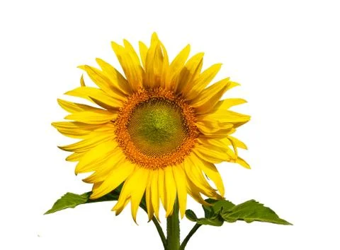 Sunflower Stock Photos