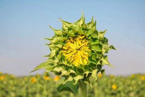 Sunflower Stock Photos