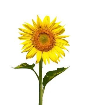 Sunflower Stock Photos