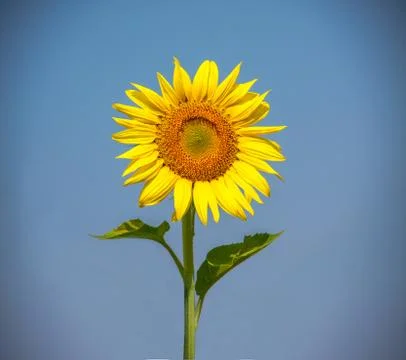 Sunflower Stock Photos