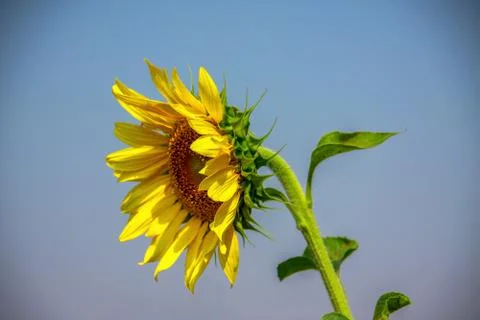 Sunflower Stock Photos