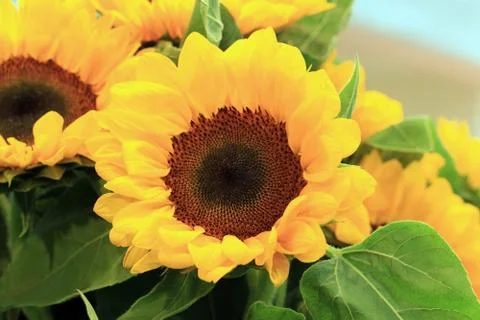 Sunflower Stock Photos