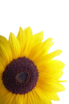 Sunflower Stock Photos