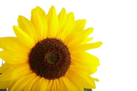 Sunflower Stock Photos