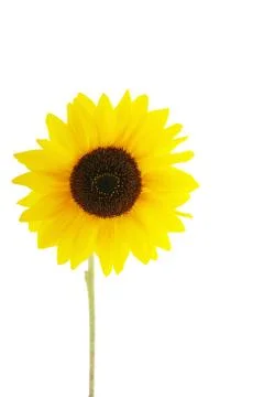Sunflower Stock Photos