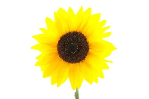 Sunflower Stock Photos