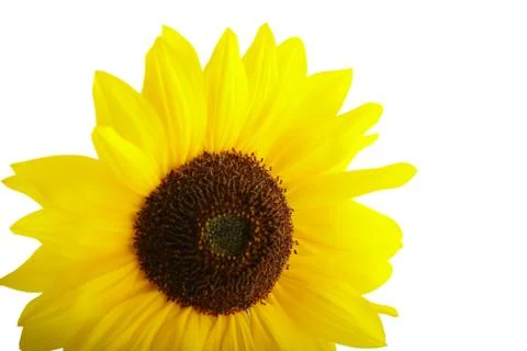 Sunflower Stock Photos