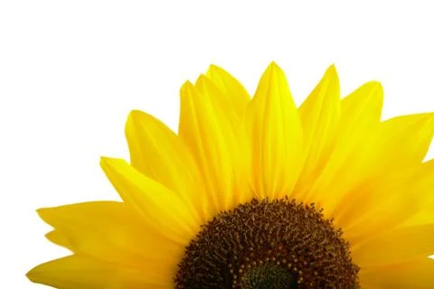 Sunflower Stock-Fotos