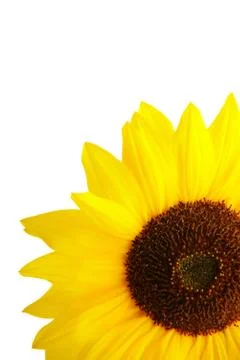 Sunflower Stock Photos