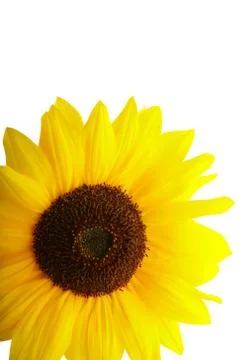 Sunflower Stock Photos