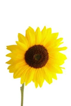 Sunflower Stock Photos