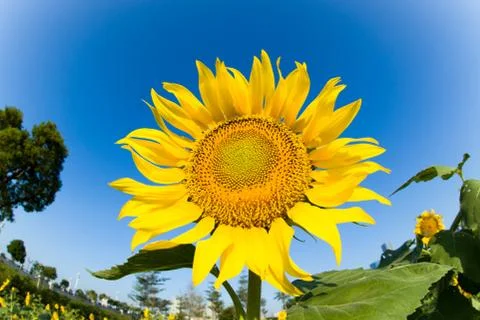 Sunflower Stock Photos