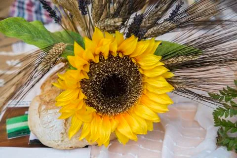 Sunflower Stock Photos