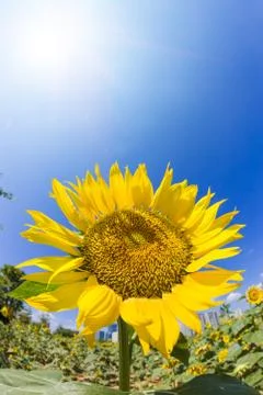 Sunflower Stock Photos