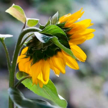 Sunflower Stock Photos