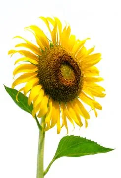 Sunflower Stock Photos