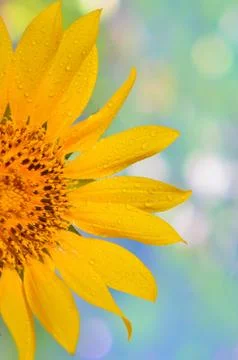 Sunflower Stock Photos