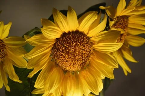 Sunflower Stock Photos